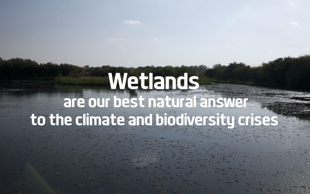 MedWet Jordan | Azraq Reserve conservation project